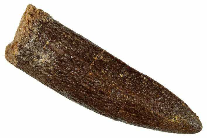 Fossil Sauropod Dinosaur (Titanosaur) Tooth - Morocco #267289